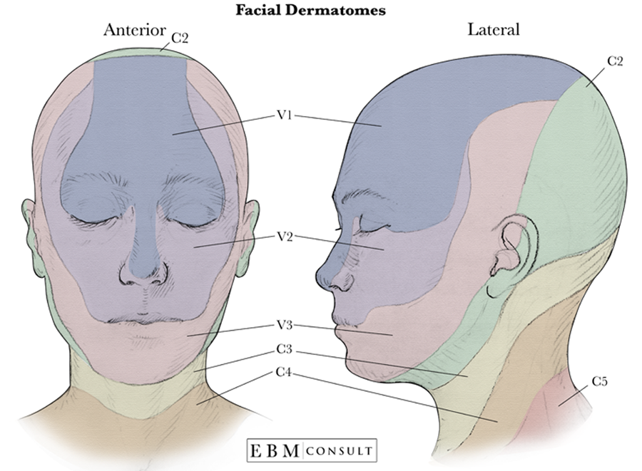 Anatomy dermatomes of the face image